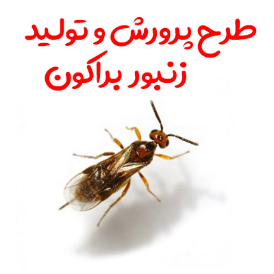 طرح پرورش و تولید زنبور براکون